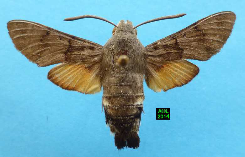 Moro sphinx Ou Sphinx Colibri Macroglossum Stellatarum Biologie 